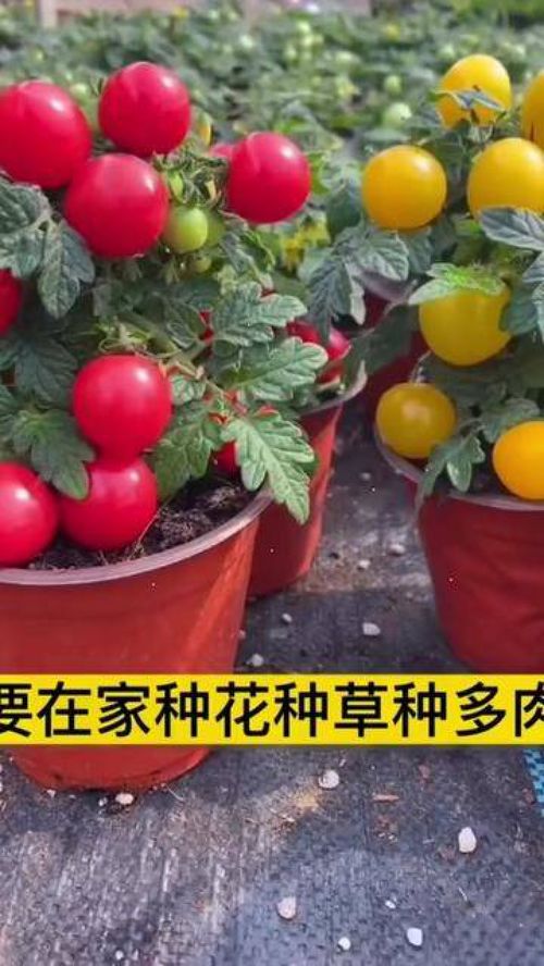 從種子到餐桌 家庭種植小番茄，打造優(yōu)質(zhì)農(nóng)產(chǎn)品新體驗(yàn)