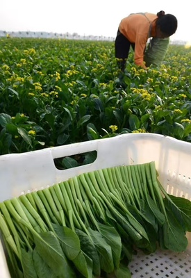 河南 科技賦能水產(chǎn)養(yǎng)殖，農(nóng)產(chǎn)品流通跑出加速度